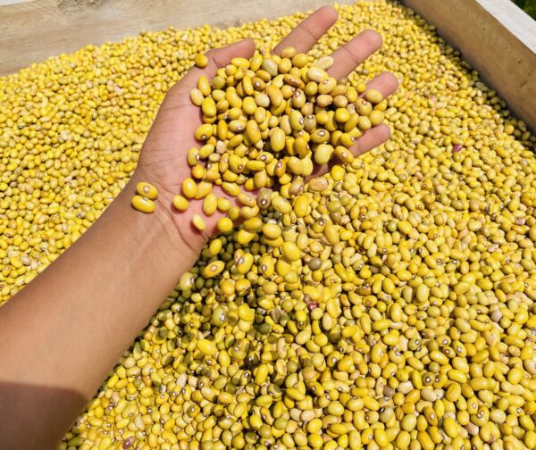 Common Beans
