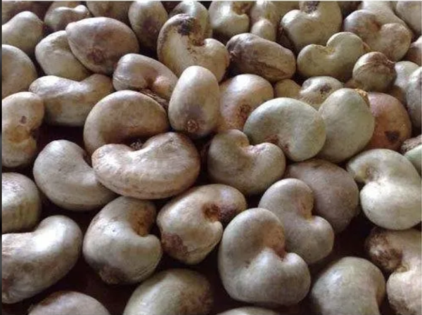 Raw Cashew