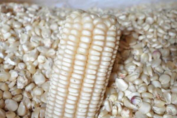 Maize