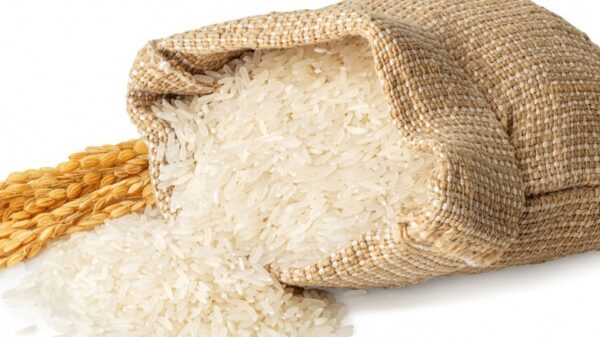 Rice